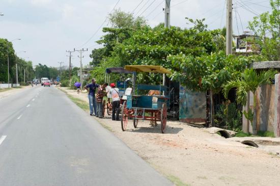 Les charettes que nous verrons partout à Cuba