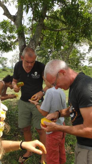 Pause déjeuner : mangues, ananas et bananes bio. Un vrai régal