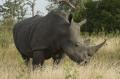 Stéph le rhino, épais et brutal