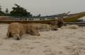 Tranquille la vie sur la plage du CVD