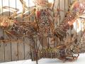 Les langoustes de Bequia